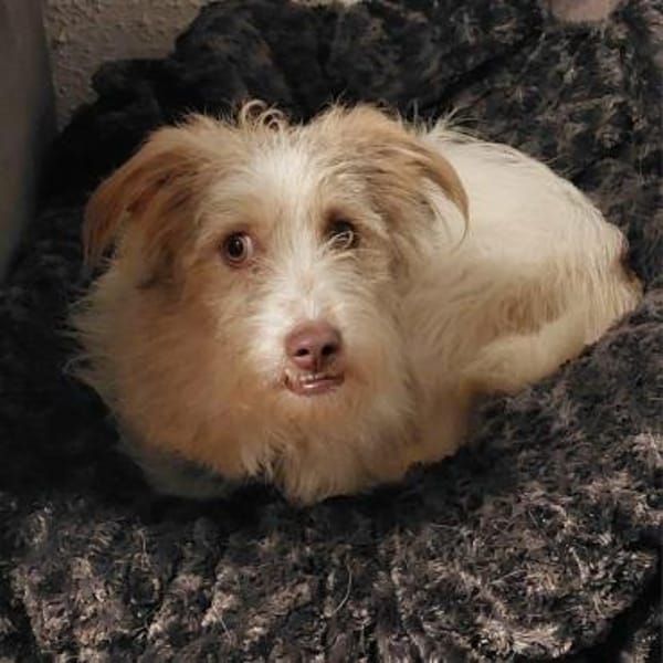 Traumhündin Lovely auf PS in 91278