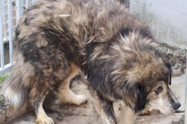 Yamka - sucht dringend ein Zuhause