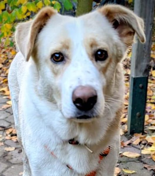 RENO- SANFTER RIESE SUCHT SEINE BURG