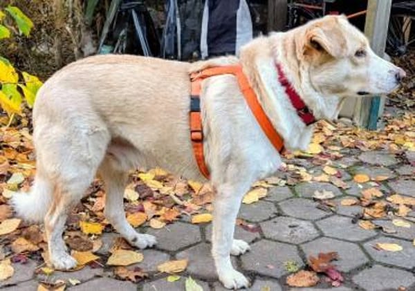 RENO- SANFTER RIESE SUCHT SEINE BURG