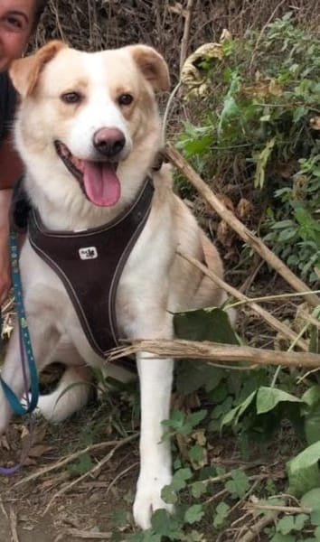 RENO- SANFTER RIESE SUCHT SEINE BURG