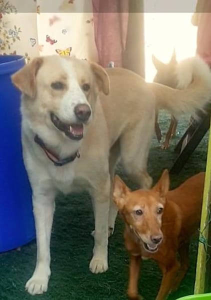 RENO- SANFTER RIESE SUCHT SEINE BURG