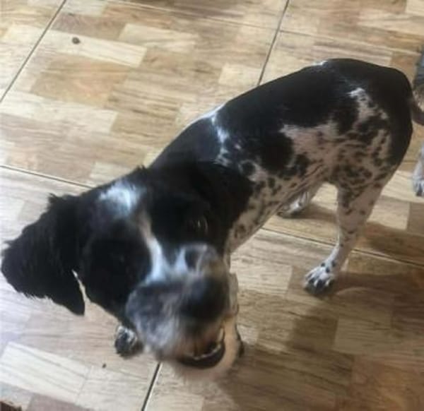 Sky, kleine, süße Hundedame