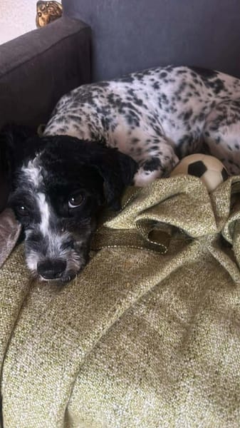 Sky, kleine, süße Hundedame