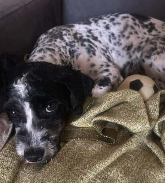 Sky, kleine, süße Hundedame