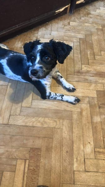 Sky, kleine, süße Hundedame