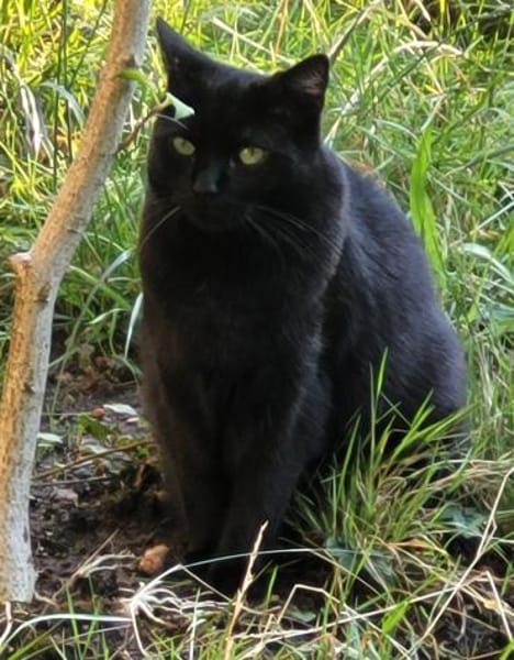 Coco in Mannheim sucht ihr Glück (SD)