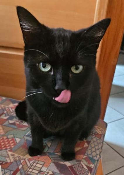 Coco in Mannheim sucht ihr Glück (SD)