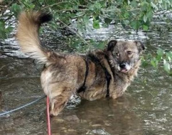 Schnuppi 35 cm (Pflegestelle)