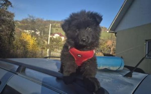 Hast du ein Körbchen frei für Ping?