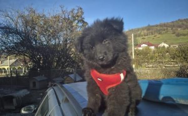 Hast du ein Körbchen frei für Ping?