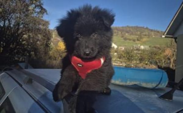 Hast du ein Körbchen frei für Ping?