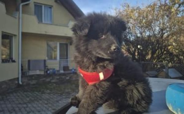 Hast du ein Körbchen frei für Ping?