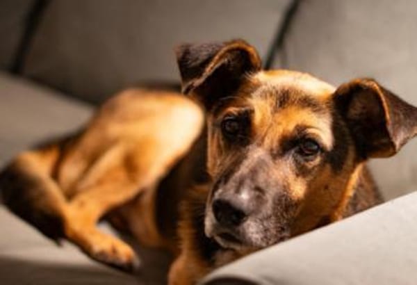 süsser Senior Jürgen