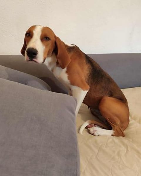 Zaga sucht ein liebevolles Zuhause