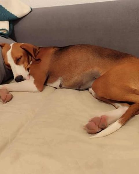 Zaga sucht ein liebevolles Zuhause