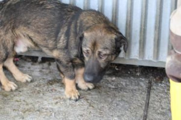 Taui - lustiger, kleiner Kerl