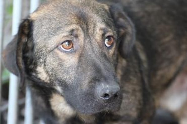 Taui - lustiger, kleiner Kerl