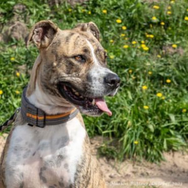 Don Camillo sucht souveräne Menschen