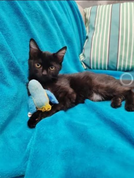 Misty & Duchess  Dreamteam sucht Zuhause