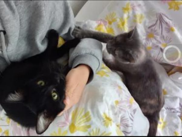 Misty & Duchess  Dreamteam sucht Zuhause