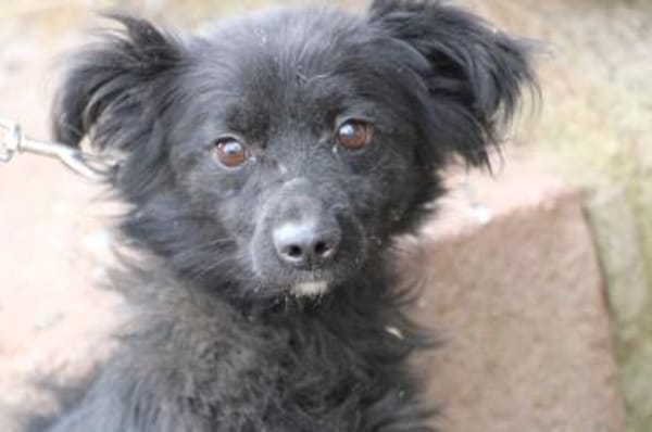 Tamu - sehr lieb u u. verspielt