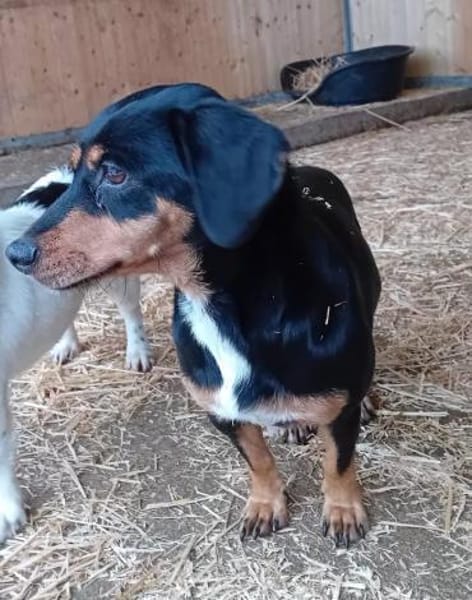 Liebenswerter, freundlicher Chip