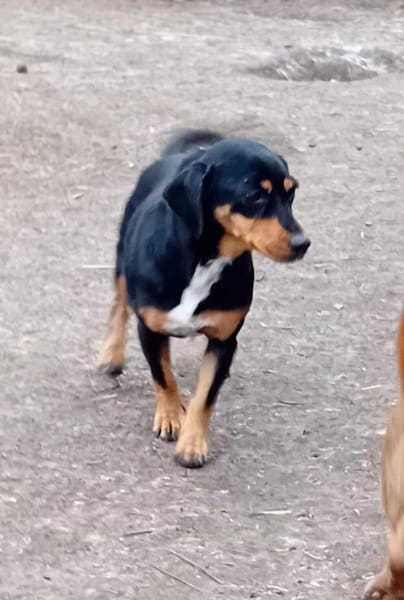 Liebenswerter, freundlicher Chip