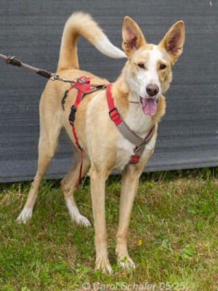 Lila ist zierlich und lebhaft