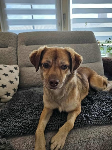 ‼DRINGEND Zuhause für MAJA ♥‼🆘