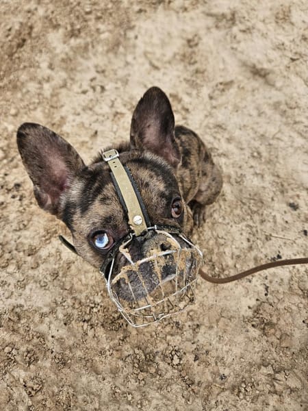 Vermittlungshilfe MR.BEAN