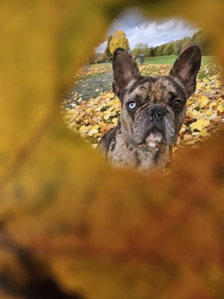 Vermittlungshilfe MR.BEAN