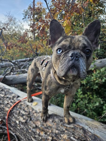 Vermittlungshilfe MR.BEAN