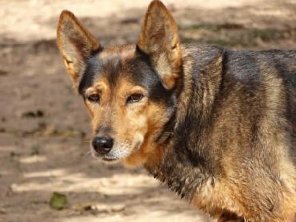 Laika - hofft auf ein warmes Körbchen