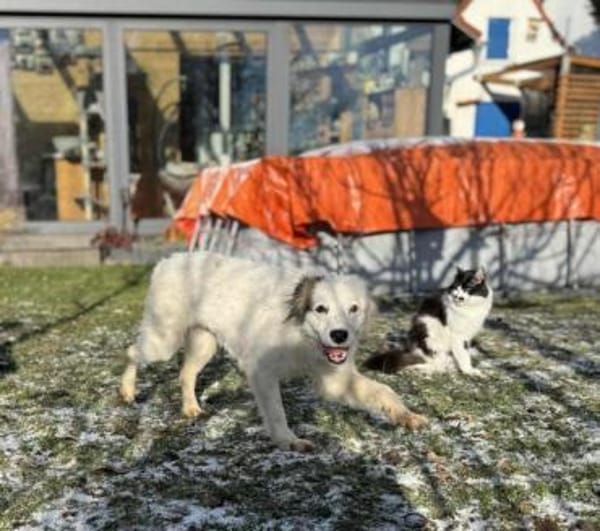 tolle Hündin Yuki auf PS in München