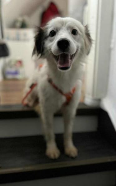 tolle Hündin Yuki auf PS in München