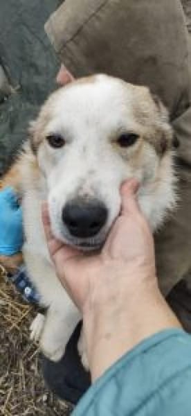 Tolly 55 cm (Pflegestelle)