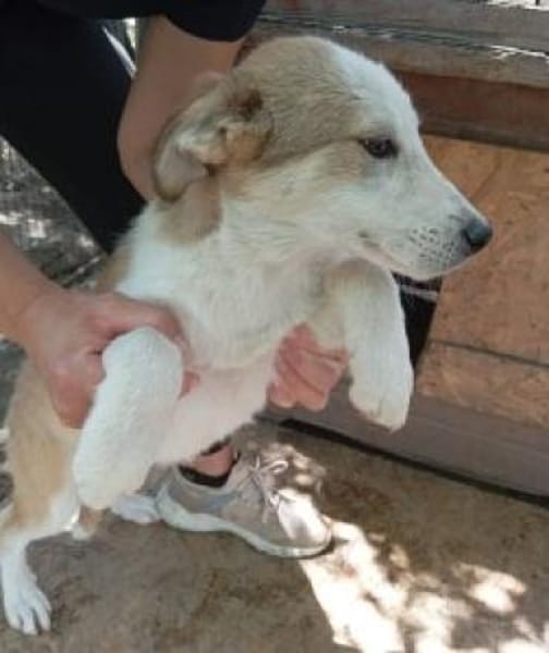 Tolly 55 cm (Pflegestelle)