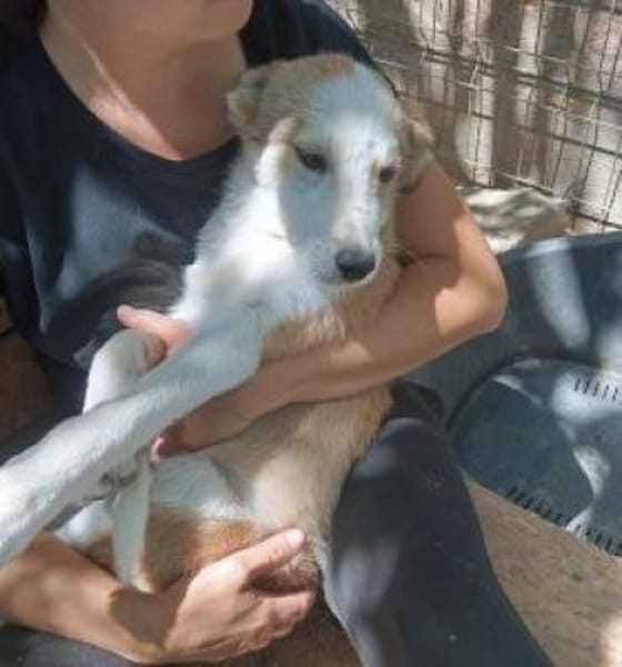 Tolly 55 cm (Pflegestelle)