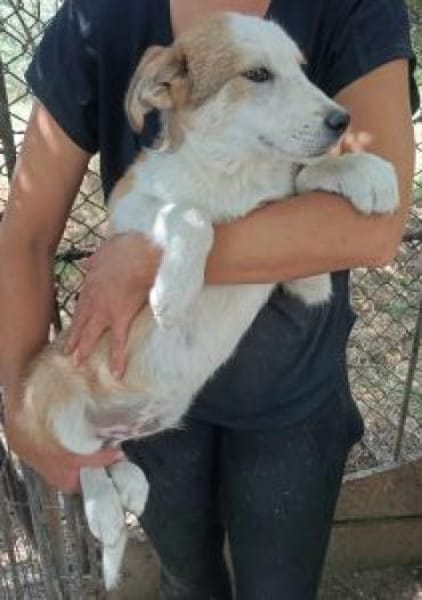 Tolly 55 cm (Pflegestelle)