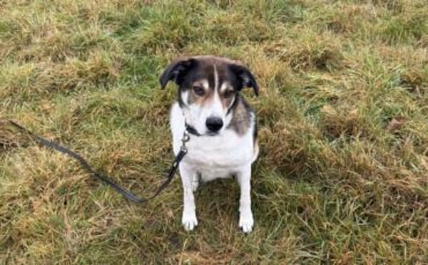 Hazel sucht eine neue Familie