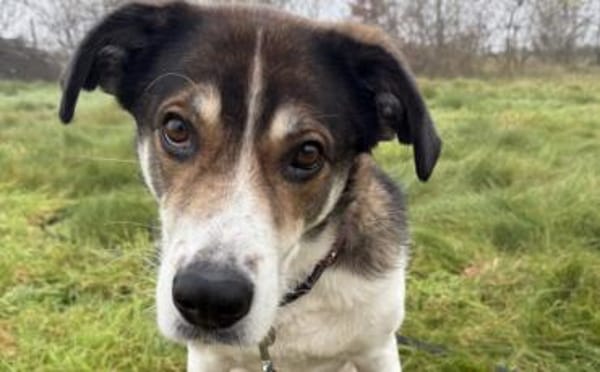 Hazel sucht eine neue Familie