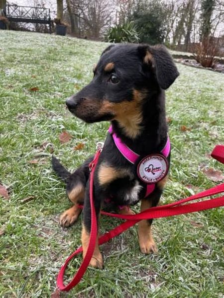 💕Celine💕 sucht ihre Menschen 💖🐾