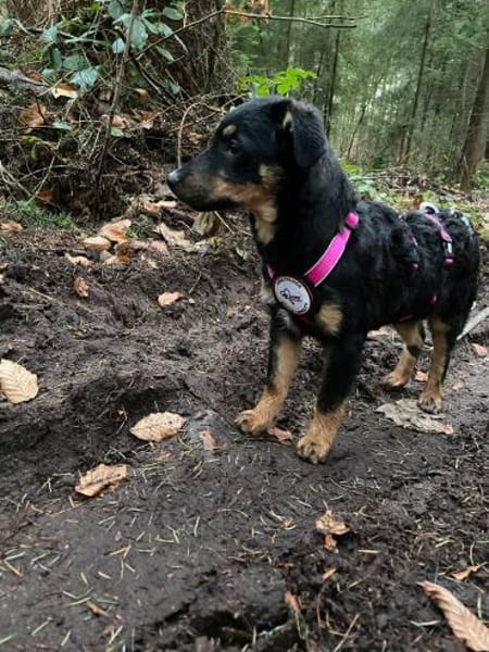 💕Celine💕 sucht ihre Menschen 💖🐾