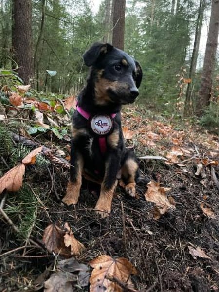 💕Celine💕 sucht ihre Menschen 💖🐾