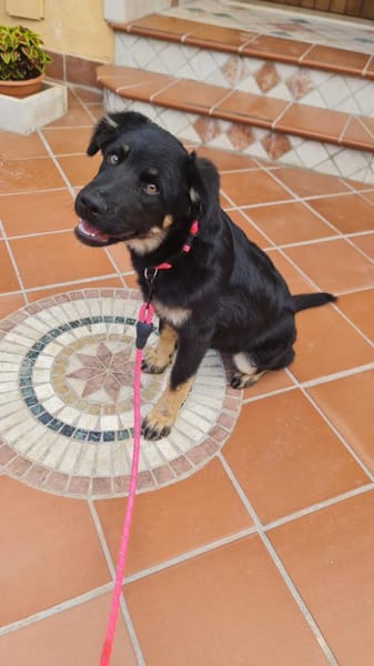 BERTA 💜 ist schon gut sozialisiert