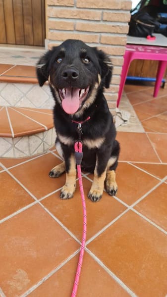 BERTA 💜 ist schon gut sozialisiert