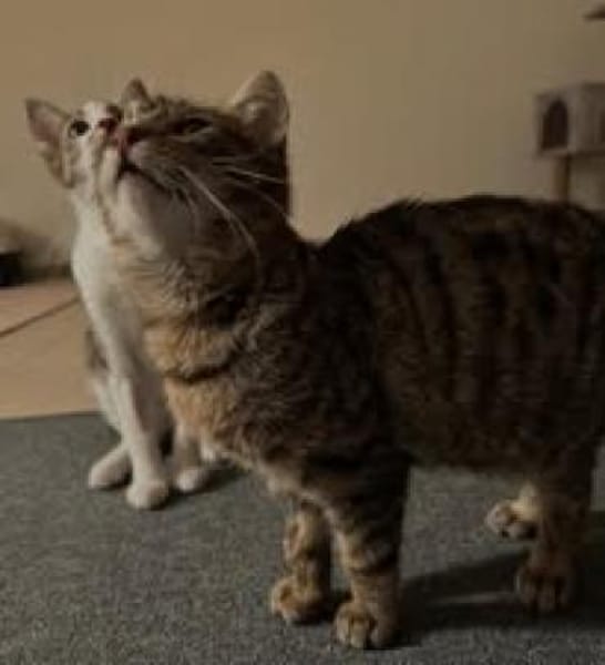 Mogli sucht sein für-immer-Zuhause