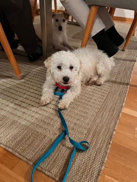 🐾 Lumpi sucht sein Für-immer-Zuhause