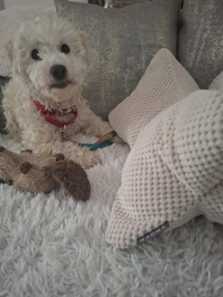 🐾 Lumpi sucht sein Für-immer-Zuhause